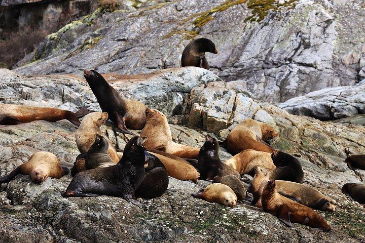 ゾディアックボートクジラと野生動物4-キャンベルリバーからの1時間ツアー