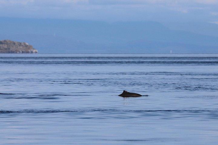ゾディアックボートクジラと野生動物6-キャンベルリバーからの1時間ツアー
