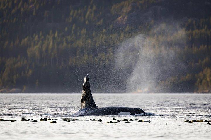 ゾディアックボートクジラと野生動物6-キャンベルリバーからの1時間ツアー