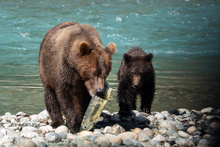 Campbell River : Bute Inlet Grizzly-Watching Tour & giro in barca
