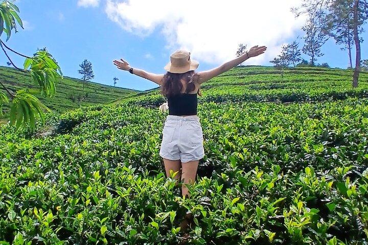 Nuwara Eliya 2 Tea Factory Tea Test & Pick 2 Cascate Giornata della Natura