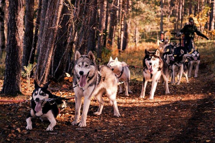 Rovaniemi: Kör ditt eget Husky Team (5 - 8 km) & grill