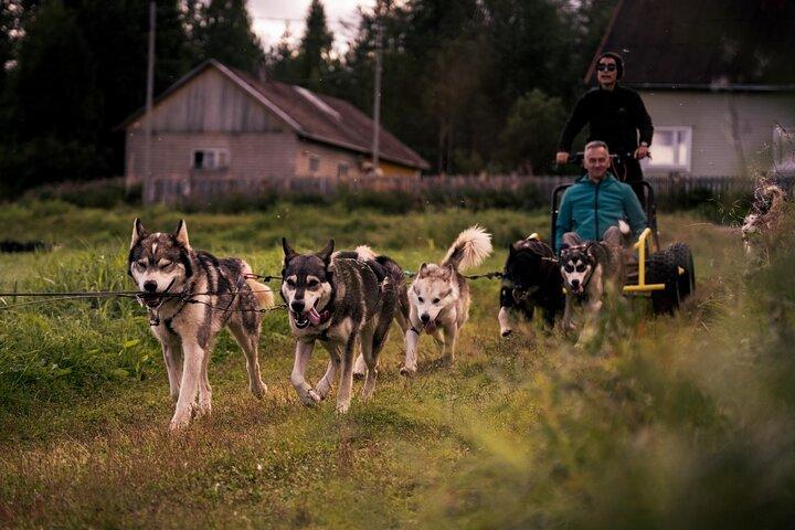 Rovaniemi: Kör ditt eget Husky Team (5 - 8 km) & grill