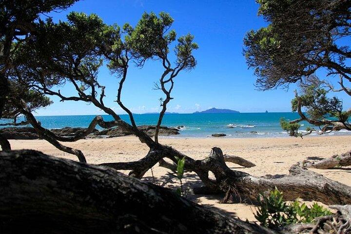 Waipu Milkyway Cave och East Coast Day Tour från Auckland