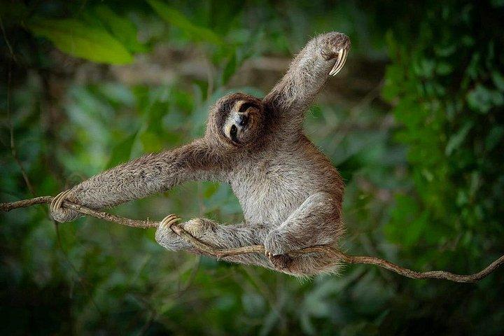 Sloth Watching , Coffee, Chocolate & Waterfall Experience