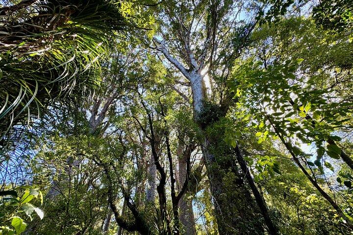 オークランド発、ワイポウア森林公園カウリの神秘を巡る小グループ ツアー