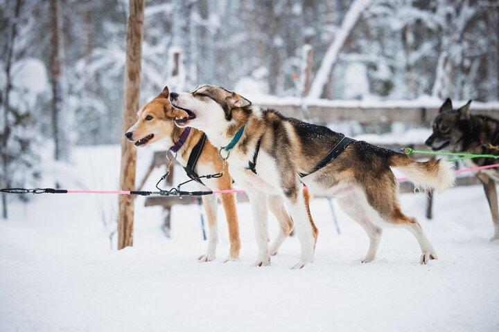 Husky Farm Besuch in Rovaniemi