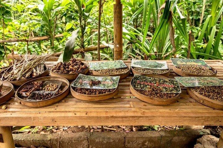 オールインクルーシブスイング、ジップライン、棚田、寺院、滝