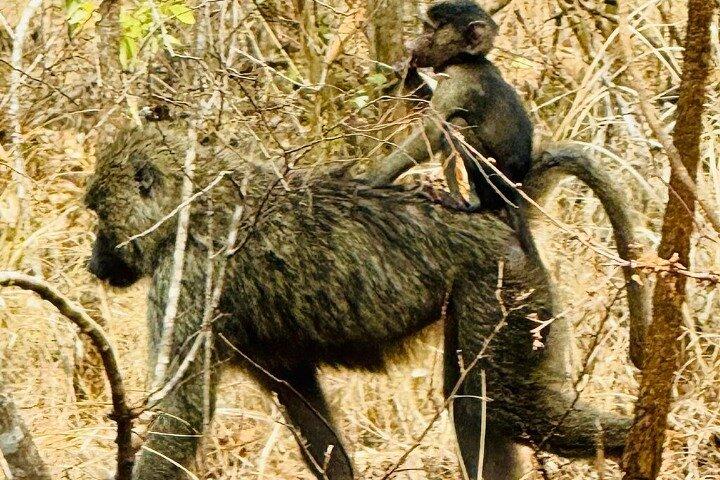 Biltur gennem Rwanda Gorilla vulkaner