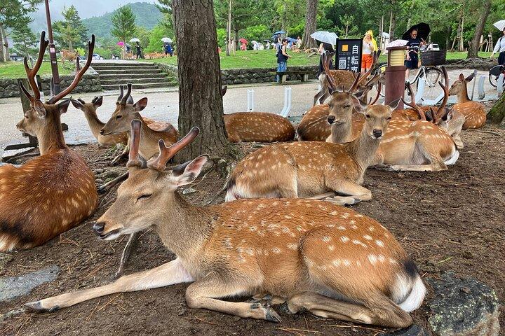 Desde Osaka : Tour privado por Nara con encuentro en su hotel