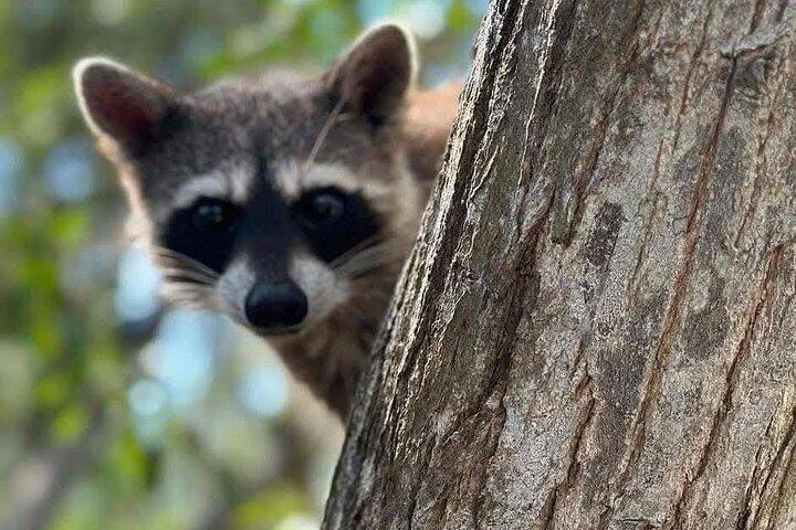 Mérida: Boat Tour Through the Mangroves of Celestún