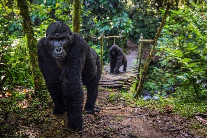 3 Tage Gorilla Trekking und Lake Bunyonyi Abenteuer