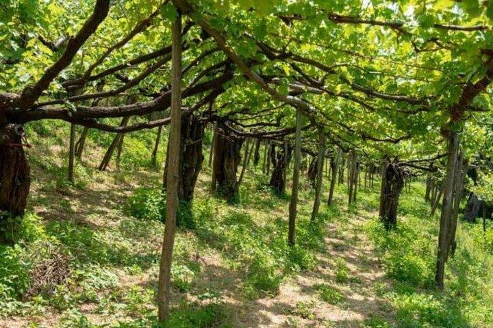 Wine tasting on the hills of the Amalfi Coast