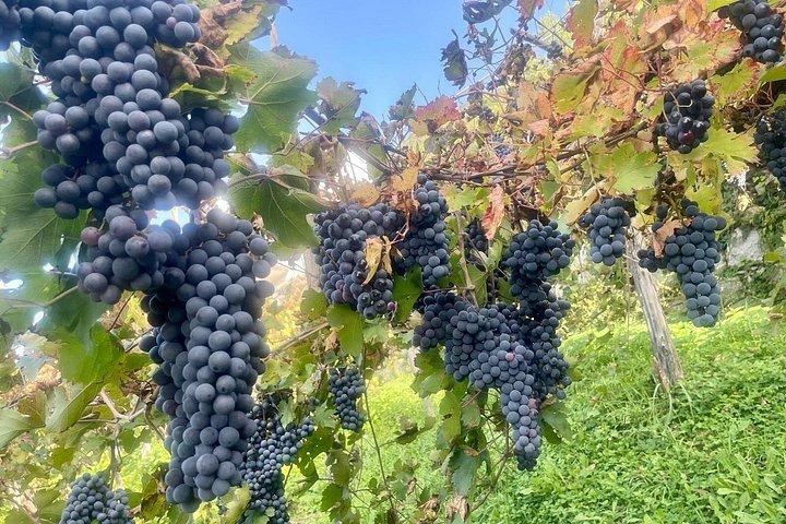 Wine tasting on the hills of the Amalfi Coast