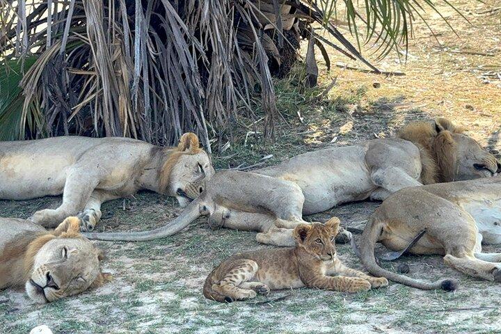Mikumi Nationaal Park Dagtocht Safari met SGR Trein