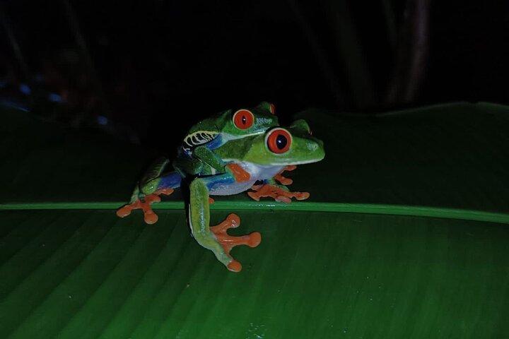 Tortuguero Night Walk with Local Guides