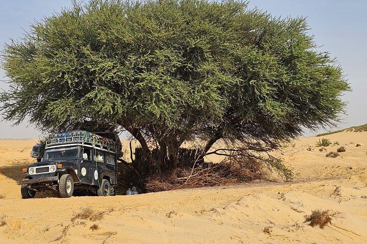 2 dagar Desert Odyssey Camping bland Egyptens naturliga underverk