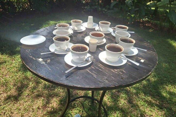 Tour alla fattoria del caffè Fairview con test del caffè