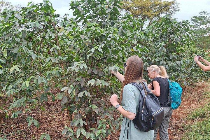 Tour alla fattoria del caffè Fairview con test del caffè