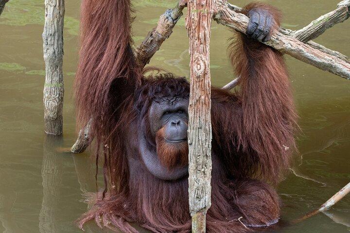 Orang Utan (Orang Utan) Insel Verantwortungsvoll erleben