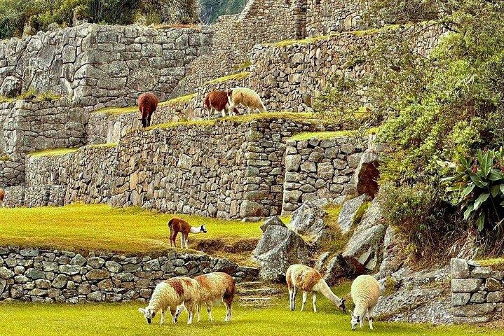 1 dag Machu Picchu tur fra den hellige dal