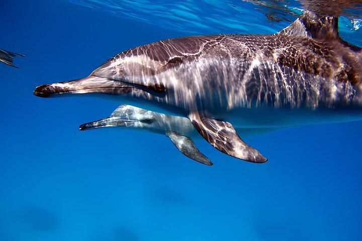 Marsa Alam Dolphin House Excursion en bateau d'une journée complète