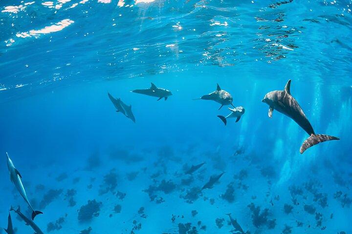 Marsa Alam Dolphin House Excursion en bateau d'une journée complète