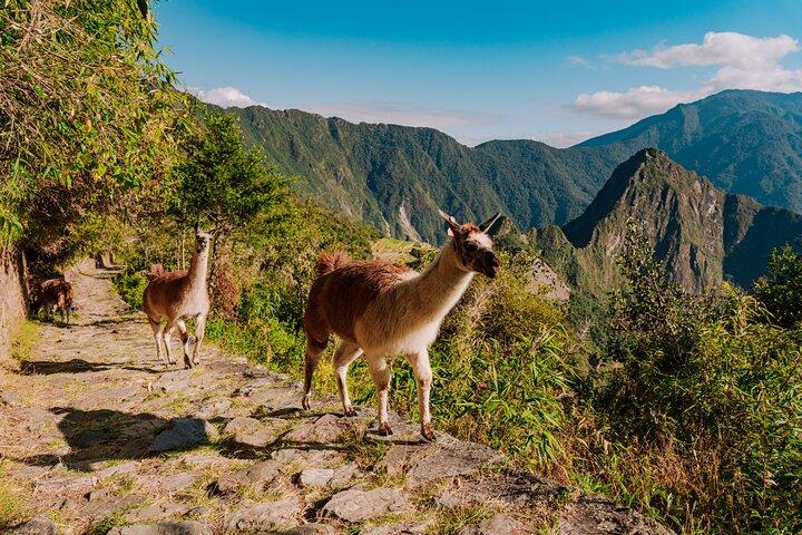 Machu Picchu Full-Day Tour by Panoramic Train from Cusco
