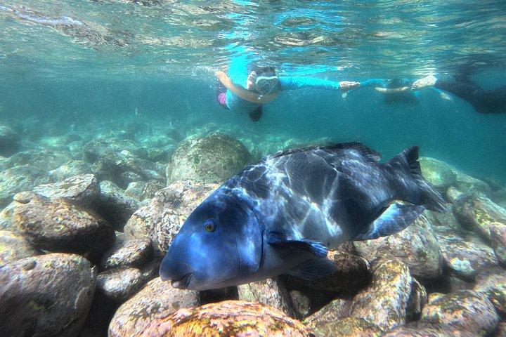 Open Group Snorkelling Experience