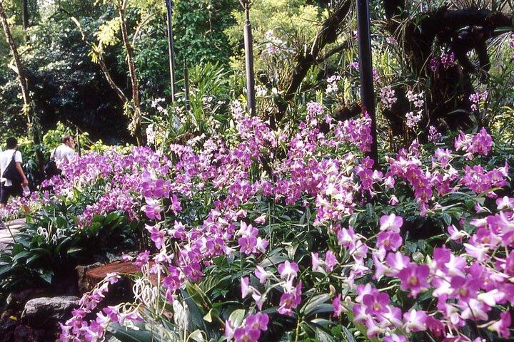 Billets Singapour National Orchid Garden