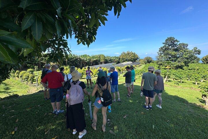 Tour storico della Grande Isola delle Hawai’i South Kona