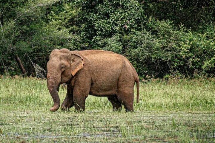 Udawalawe Safari dagtrip olifanten en wilde dieren vanuit Galle