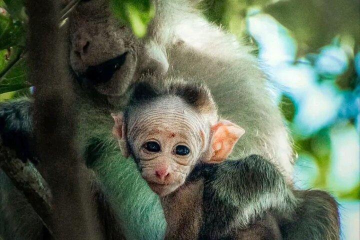 Udawalawe Safari dagtrip olifanten en wilde dieren vanuit Galle