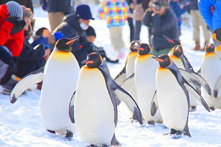 旭山動物園と青い池、フェアリーテラスを巡る北海道1日ツアー
