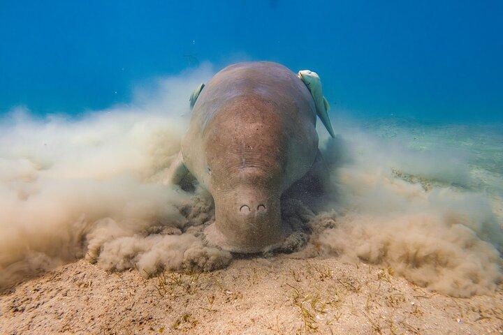 Corso Open Water Diver del Mar Rosso a Marsa Alam