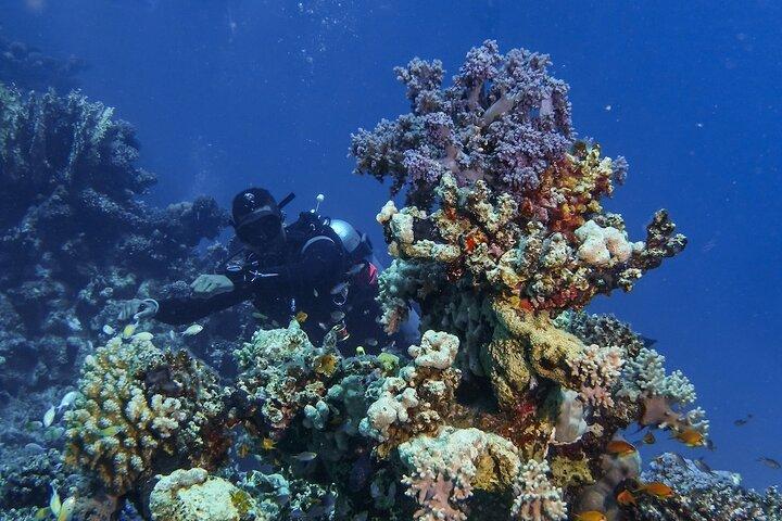 Corso Open Water Diver del Mar Rosso a Marsa Alam