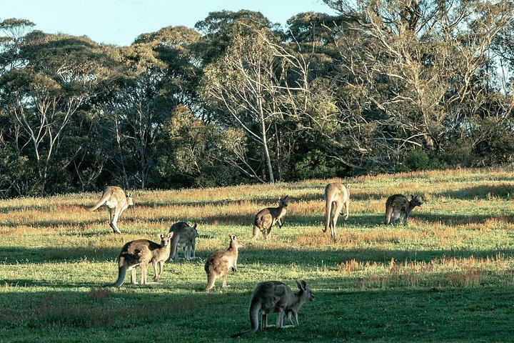 ブルー マウンテンズの自然と野生動物のプライベート レイト スタート ツアー