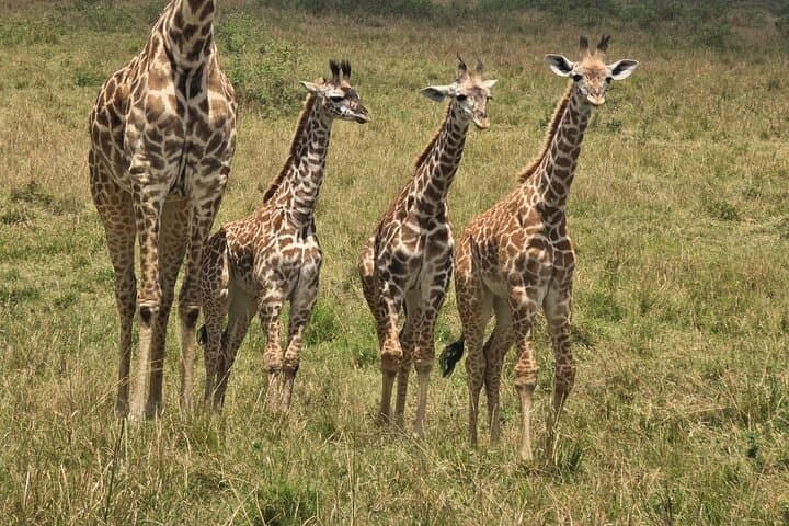 4 days Kenya National Park Multi Day Tour