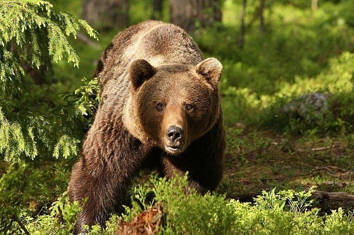 ブカレストからクマの聖地とブラソフ小グループツアー