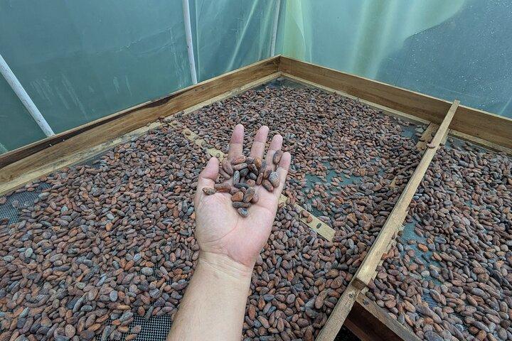 Rondleiding door Minca langs koffie, cacao en een waterval.