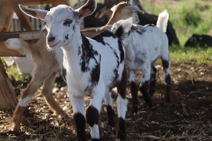 Baby Goat Coccole a Ohana Ranch (Big Island)