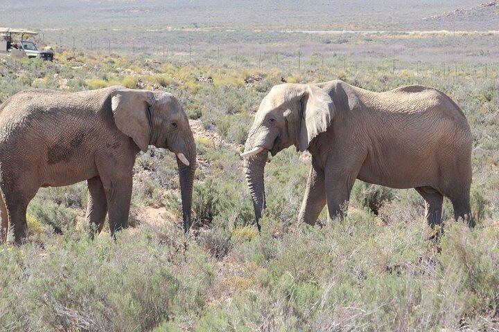 Cape Town Shore Excursion: Big Five Game Reserve from Cape Town