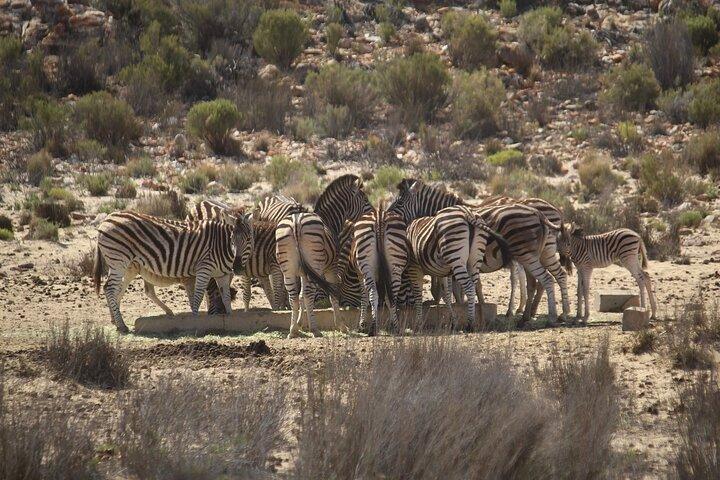 Cape Town Shore Excursion: Big Five Game Reserve from Cape Town