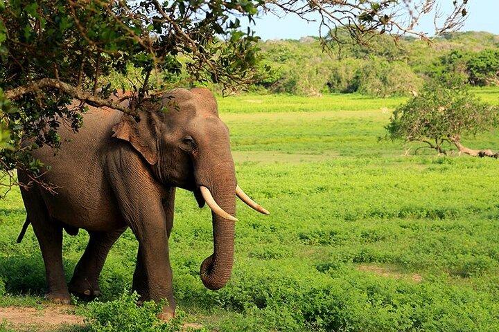 Tours de Safari por el Parque Nacional Yala