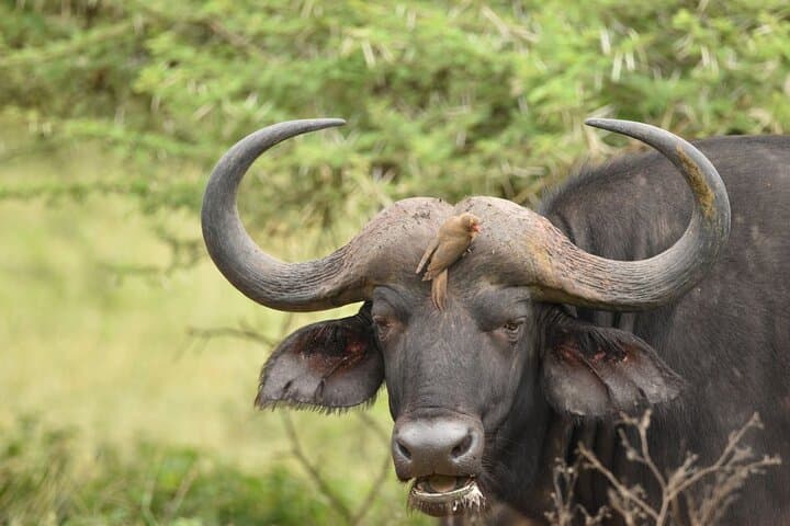 Big Five Afternoon Game Safari in Kruger National Park from Hazyview