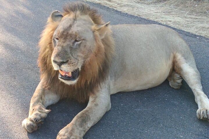 Big Five Afternoon Game Safari in Kruger National Park from Hazyview