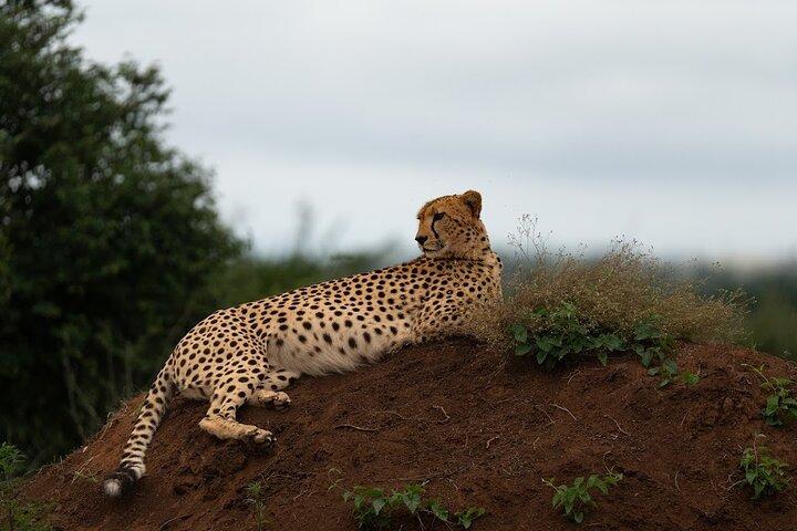 Nairobi-Nationalpark-Tour