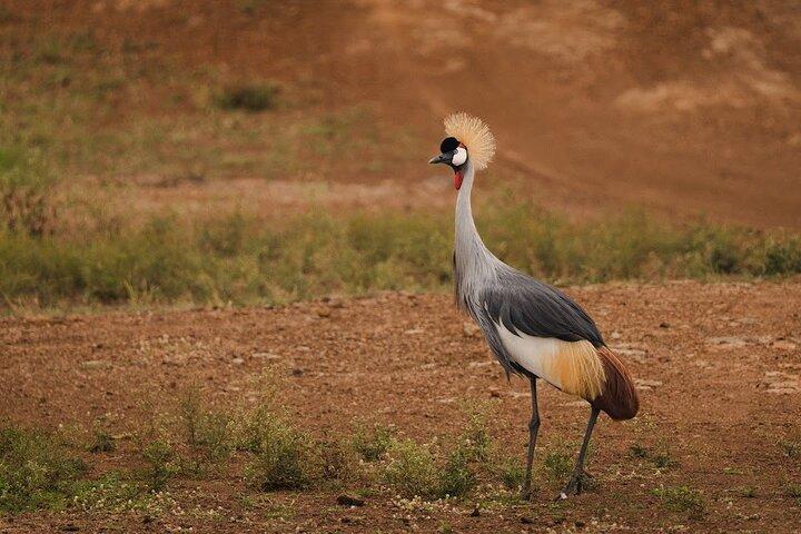 Nairobi-Nationalpark-Tour