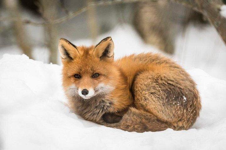 ロヴァニエミからラヌア動物園までの往復送迎