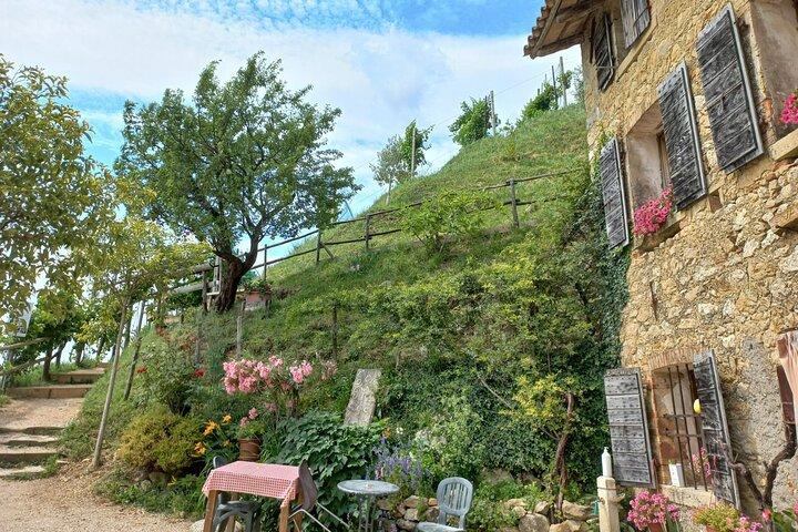 Excursão de um dia Prosecco Hills de Veneza e Treviso : 2 Vinícolas